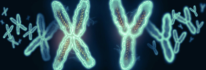 y-chromosome
